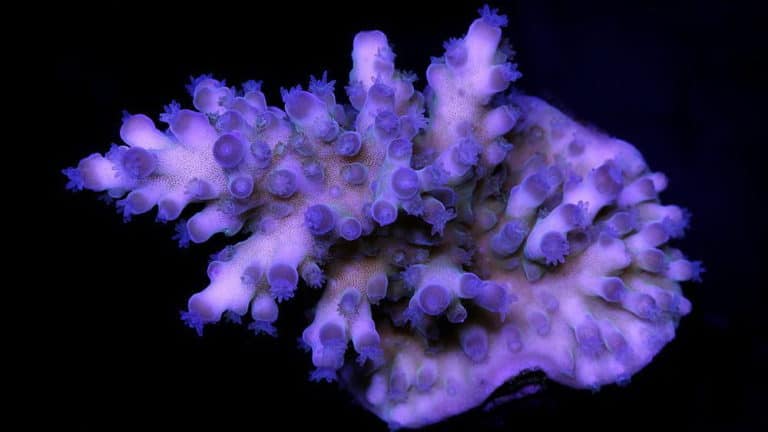 Vivid Blue Tort Acropora Coral - Mi Arrecife