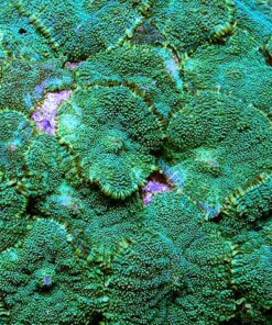 Mushroom Razor Coral Specimen 6.30 Mounted on Plastic Stand
