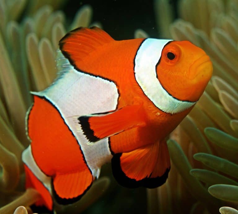 Ocellaris – Percula Clownfish - Mi Arrecife