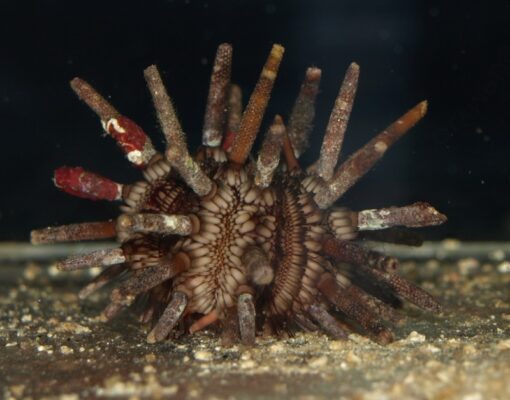 Pencil Urchin