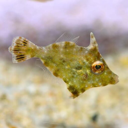 Filefish