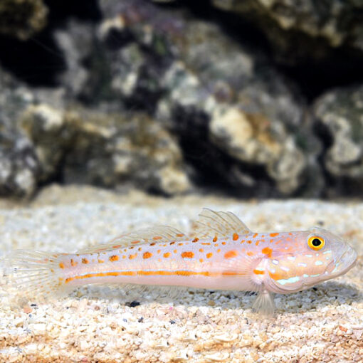 Diamond Goby