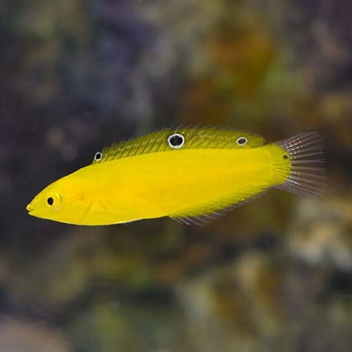 Yellow Coris