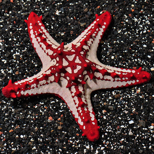 Red General Starfish