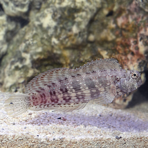 Lawnmover Blenny (Salarias fasciatus)