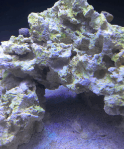 Aquarium Live Rock