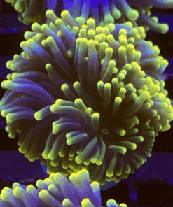 Alternative view of 4K Torch - Coral
