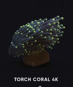 4K Torch - Coral