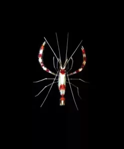 Banded Coral Shrimp