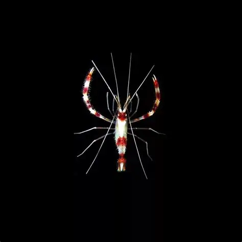Banded Coral Shrimp