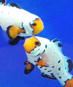 Frostbite Clownfish