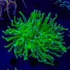 Key Lime Torch Coral