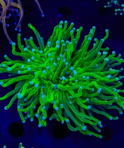 Key Lime Torch Coral