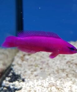 Pseudo Chromis Purple
