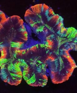 Alternative view of Trachyphyllia Coral