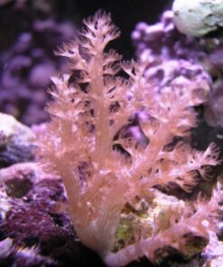 Arbol de Kenia Coral