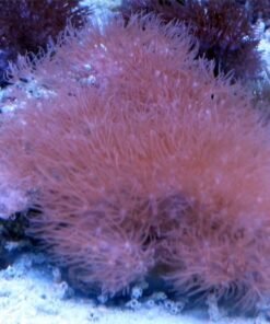 Green Star Polyps (Copy)