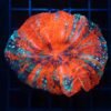 ACANTOPHYLIA ULTRA