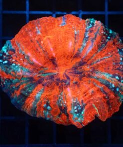 ACANTOPHYLIA ULTRA