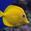 YELLOW TANG