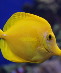 YELLOW TANG