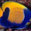 MAJESTIC ANGELFISH