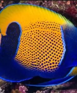 MAJESTIC ANGELFISH