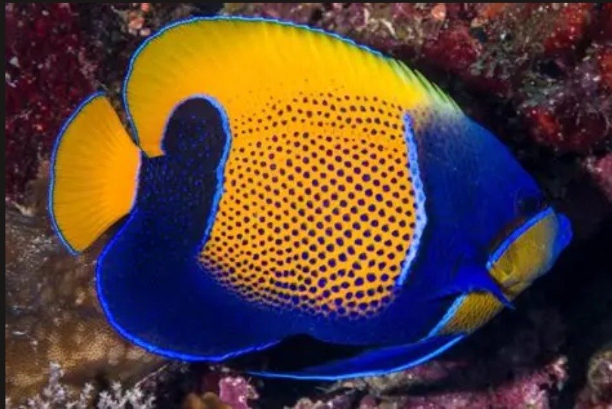 MAJESTIC ANGELFISH