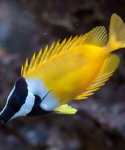 FOXFACE RABBITFISH