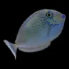 LOPEZS UNICORN TANG