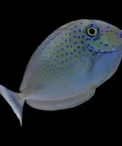 LOPEZS UNICORN TANG
