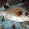 Dogface Puffer Fish