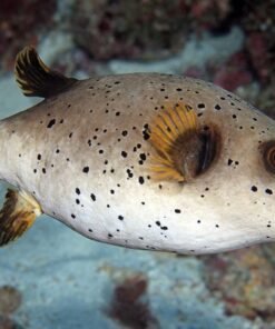 Dogface Puffer Fish