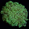 FROGSPAWN WALL NEON GREEN