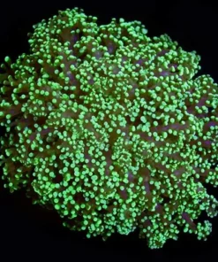 FROGSPAWN WALL NEON GREEN
