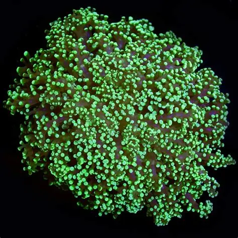 FROGSPAWN WALL NEON GREEN