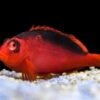 flame hawkfish